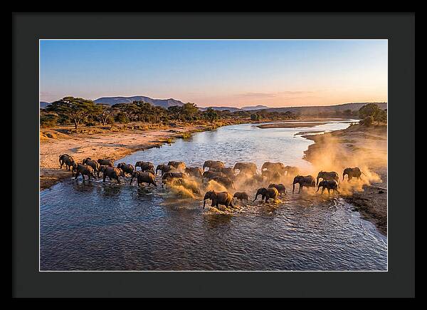 Herd Of Elephants Crossing River