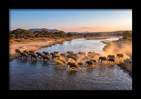 Herd Of Elephants Crossing River