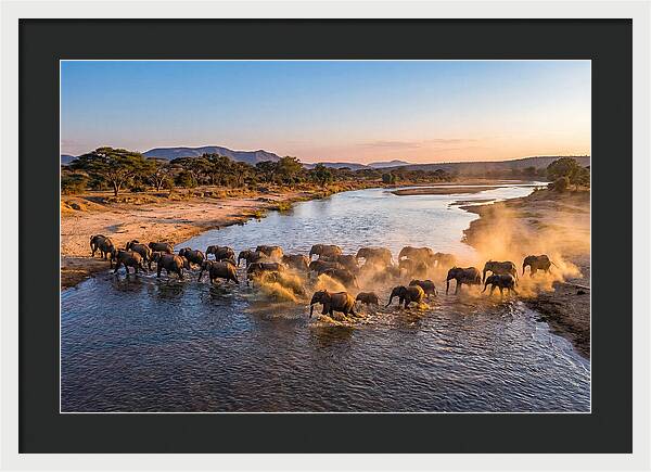 Herd Of Elephants Crossing River