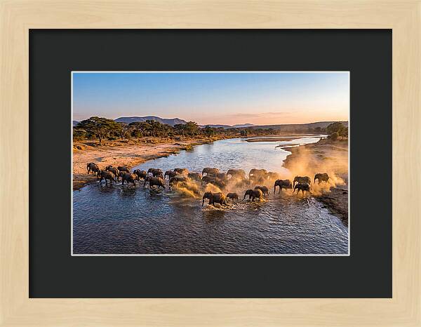 Herd Of Elephants Crossing River