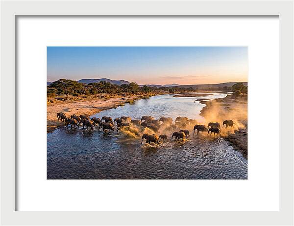 Herd Of Elephants Crossing River