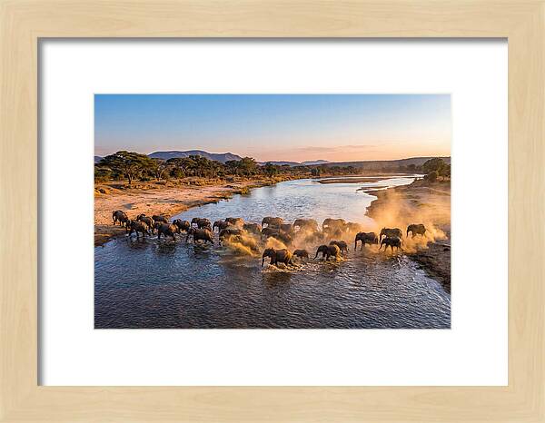 Herd Of Elephants Crossing River