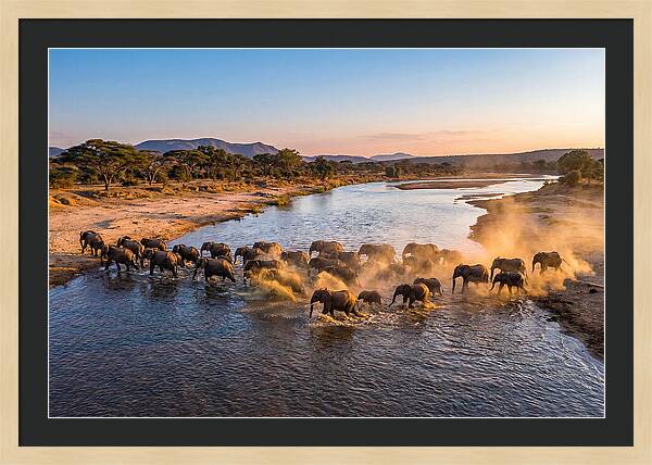 Herd Of Elephants Crossing River