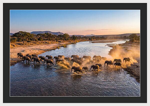 Herd Of Elephants Crossing River