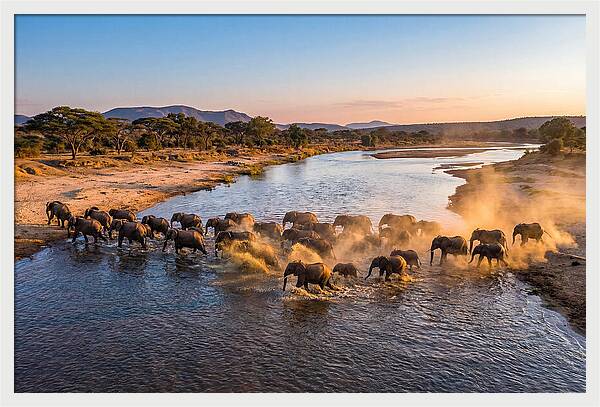 Herd Of Elephants Crossing River