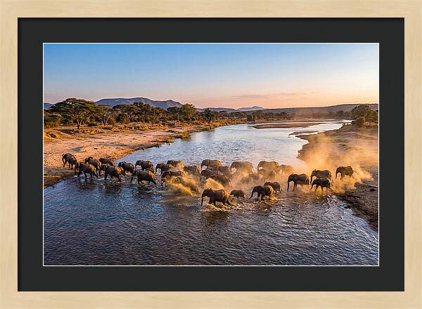 Herd Of Elephants Crossing River