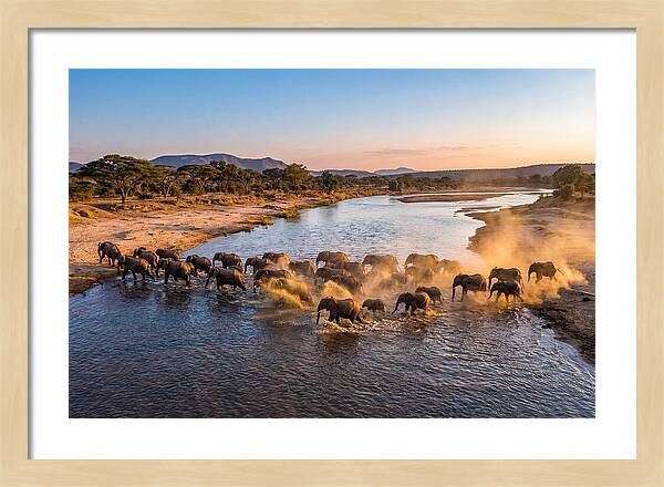 Herd Of Elephants Crossing River