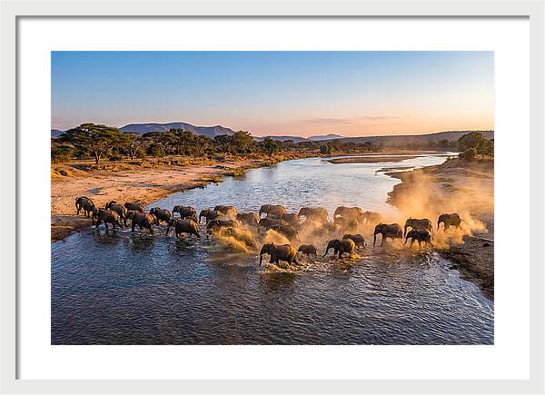 Herd Of Elephants Crossing River