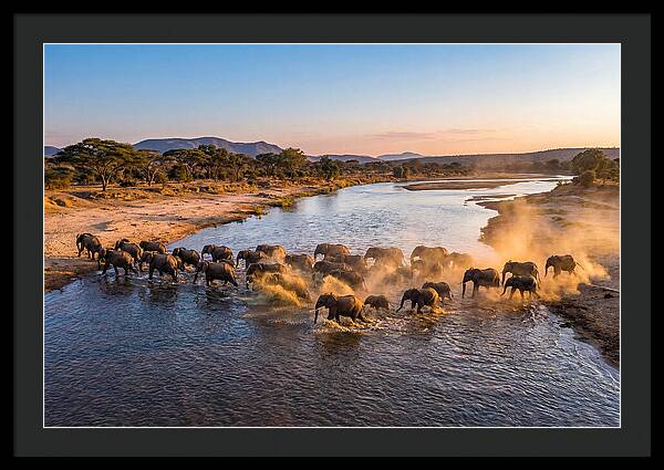 Herd Of Elephants Crossing River