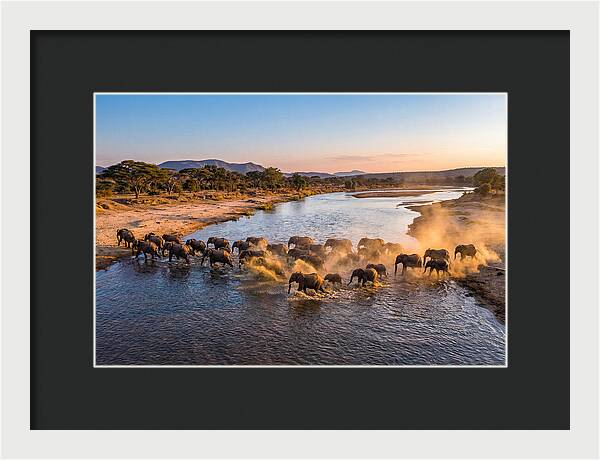 Herd Of Elephants Crossing River