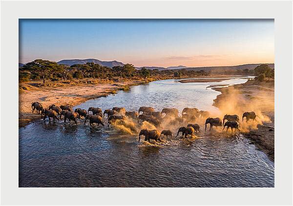 Herd Of Elephants Crossing River