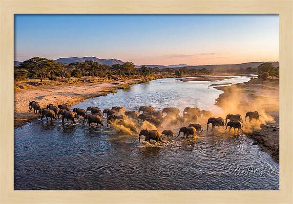 Herd Of Elephants Crossing River