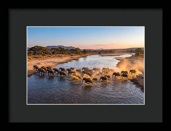 Herd Of Elephants Crossing River