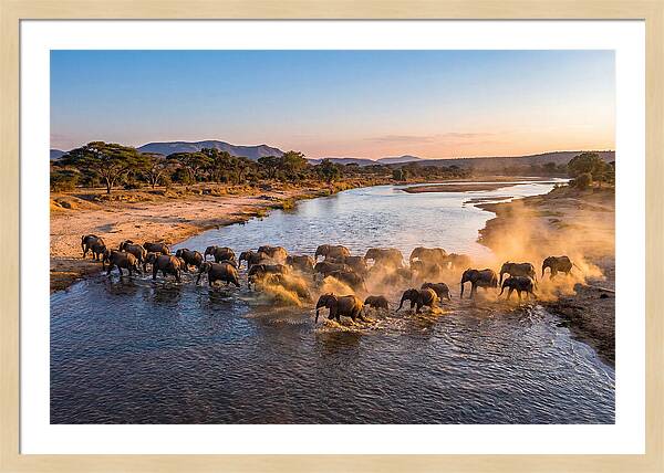 Herd Of Elephants Crossing River
