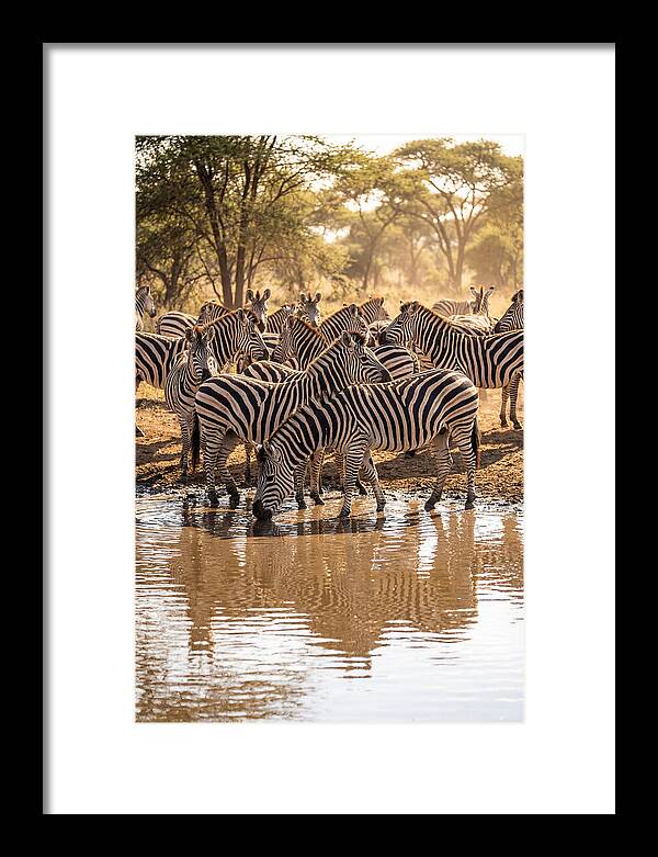 Herd Of Zebras At Waterhole
