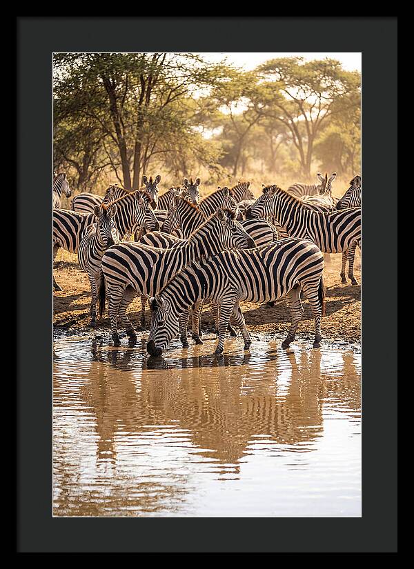 Herd Of Zebras At Waterhole