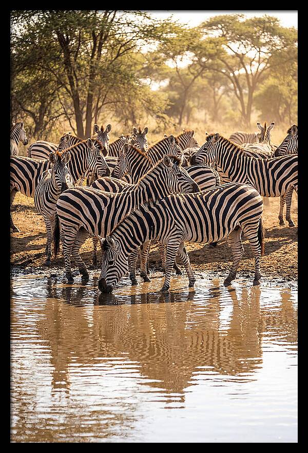 Herd Of Zebras At Waterhole