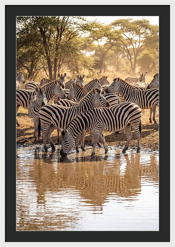 Herd Of Zebras At Waterhole