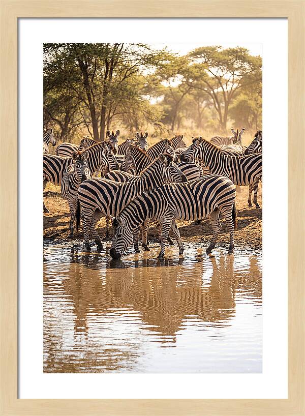 Herd Of Zebras At Waterhole