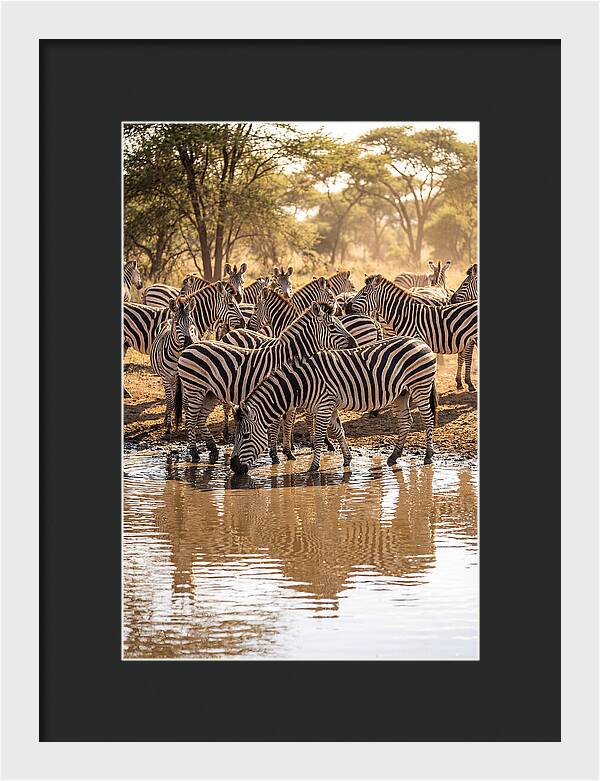Herd Of Zebras At Waterhole
