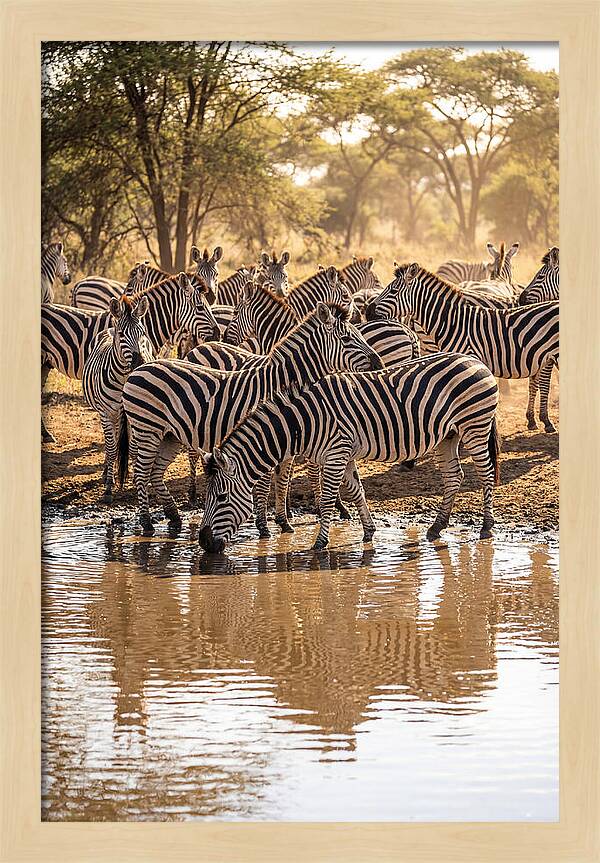 Herd Of Zebras At Waterhole