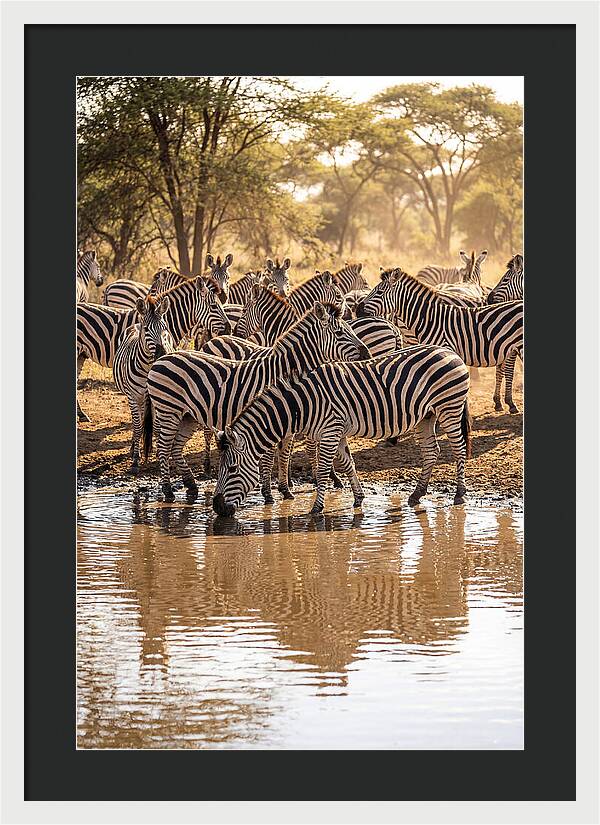 Herd Of Zebras At Waterhole
