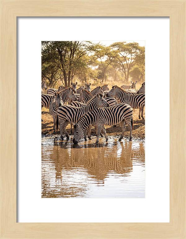 Herd Of Zebras At Waterhole