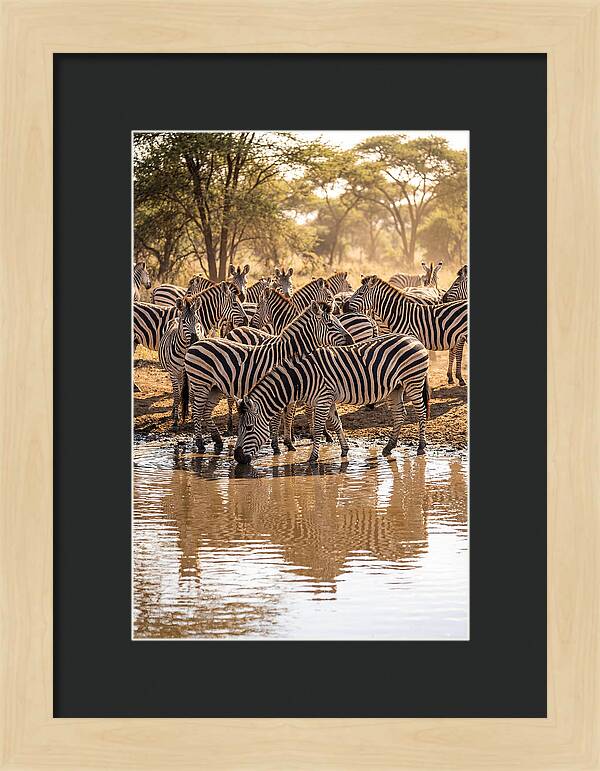 Herd Of Zebras At Waterhole