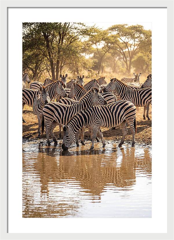 Herd Of Zebras At Waterhole