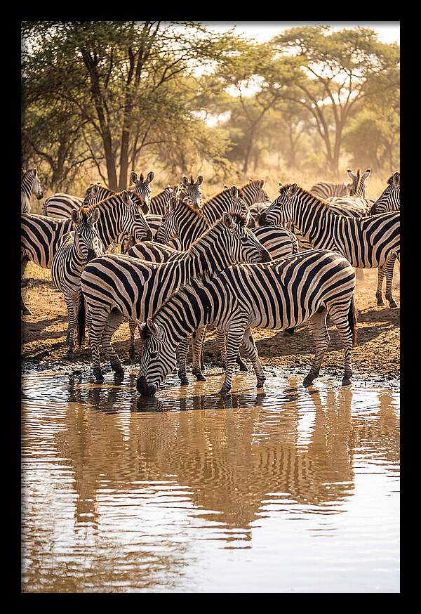Herd Of Zebras At Waterhole