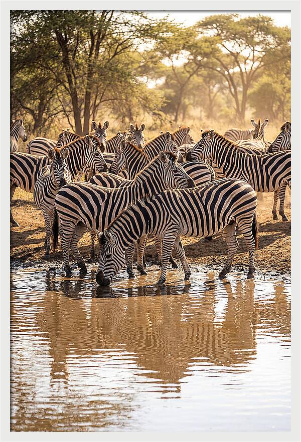 Herd Of Zebras At Waterhole