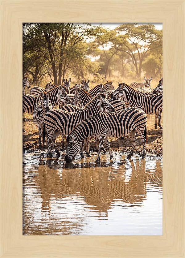 Herd Of Zebras At Waterhole