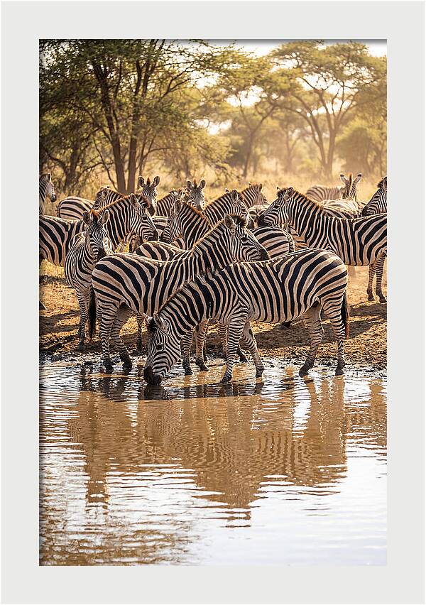 Herd Of Zebras At Waterhole