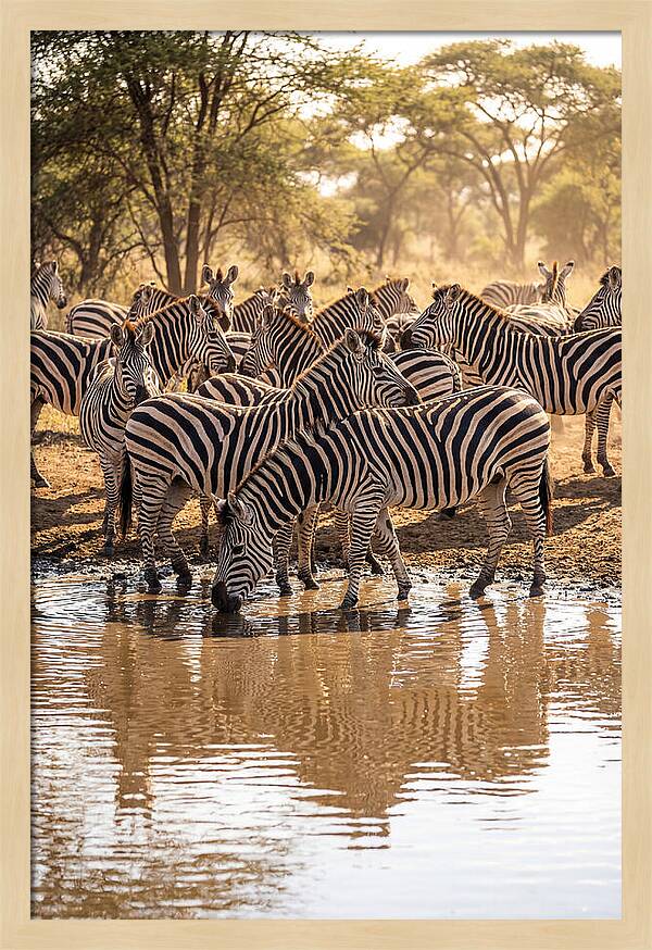 Herd Of Zebras At Waterhole