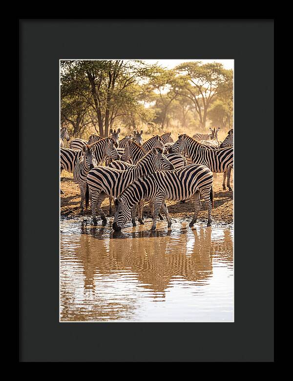 Herd Of Zebras At Waterhole