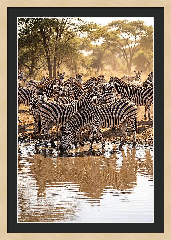 Herd Of Zebras At Waterhole