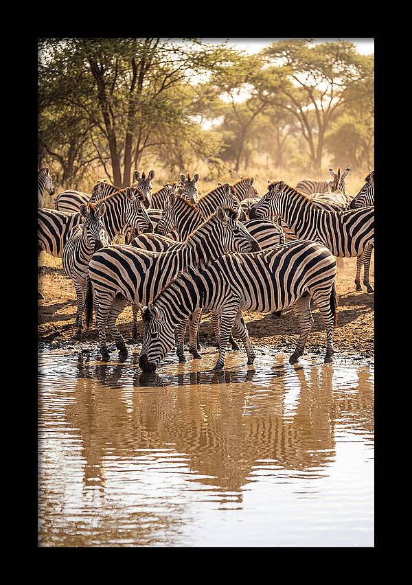 Herd Of Zebras At Waterhole