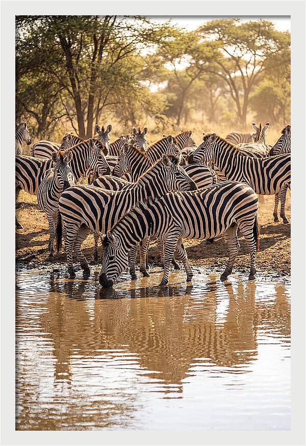 Herd Of Zebras At Waterhole