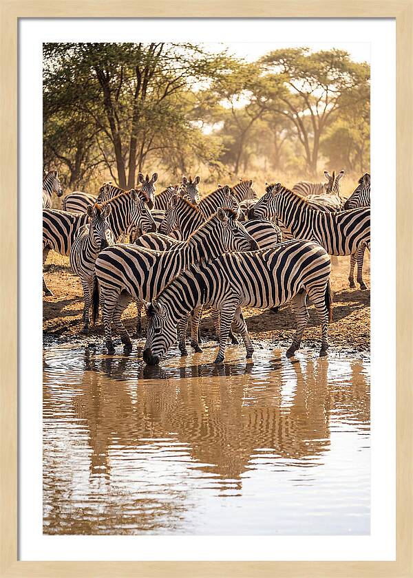 Herd Of Zebras At Waterhole