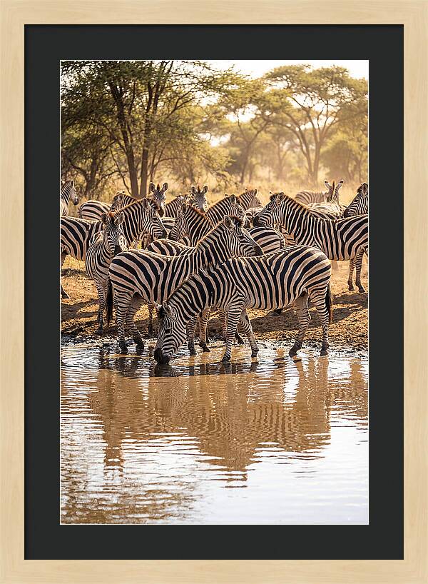 Herd Of Zebras At Waterhole