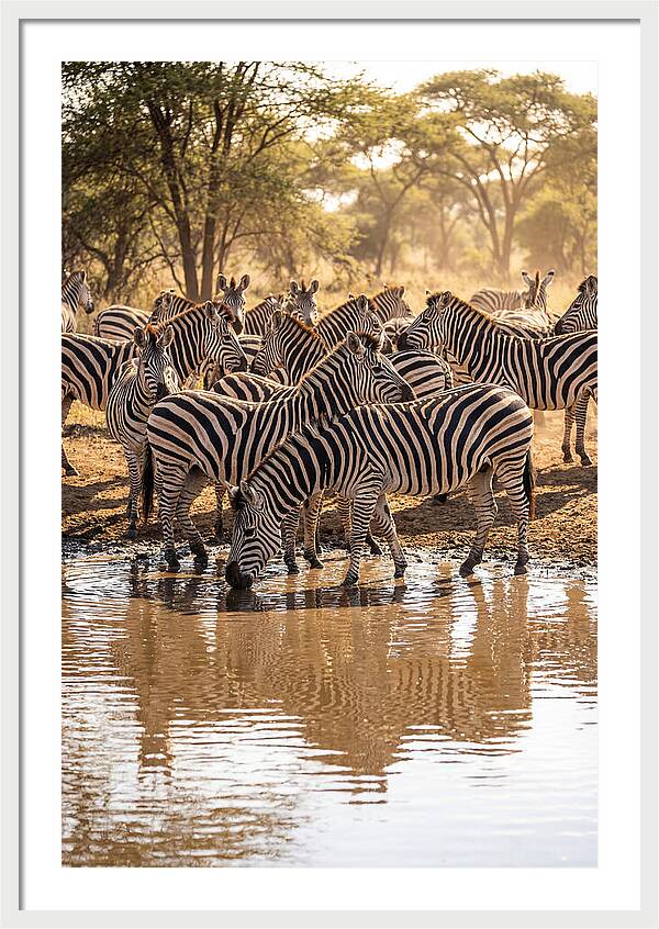 Herd Of Zebras At Waterhole