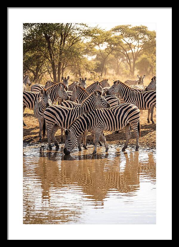 Herd Of Zebras At Waterhole