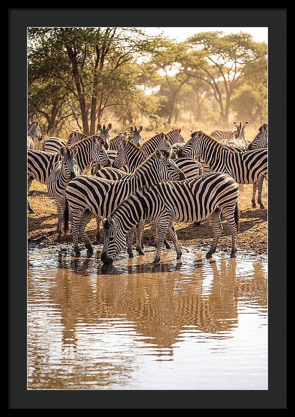 Herd Of Zebras At Waterhole