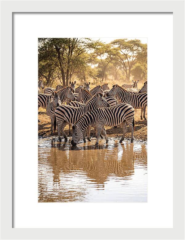 Herd Of Zebras At Waterhole