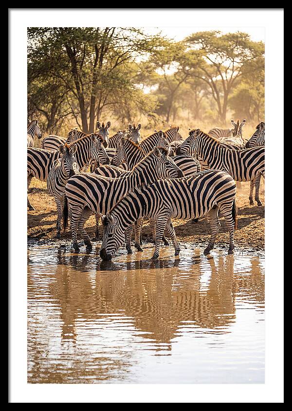 Herd Of Zebras At Waterhole
