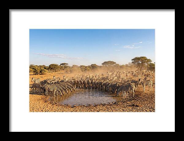 Herd Of Zebras Drinking Water