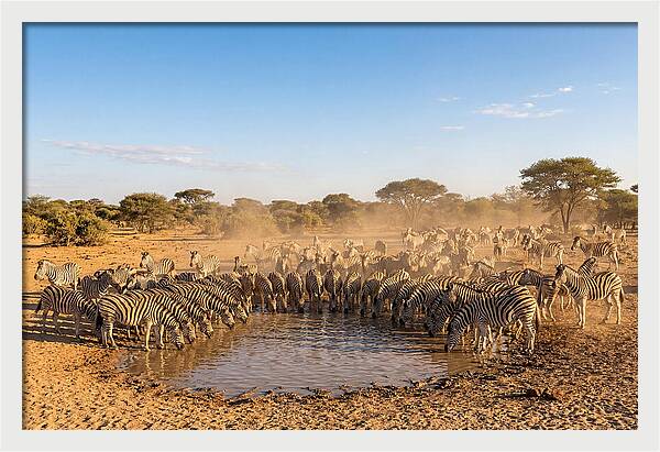 Herd Of Zebras Drinking Water