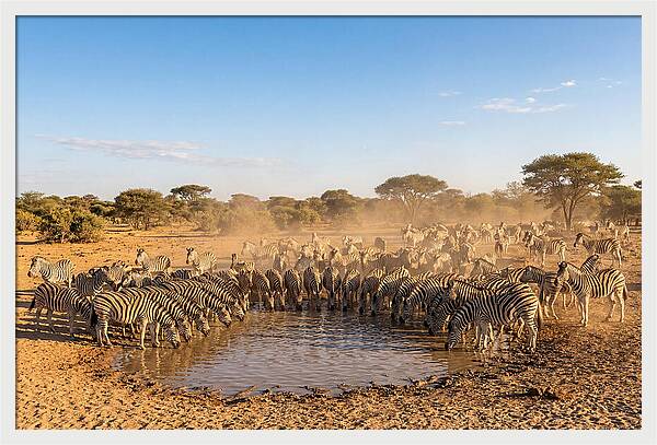 Herd Of Zebras Drinking Water