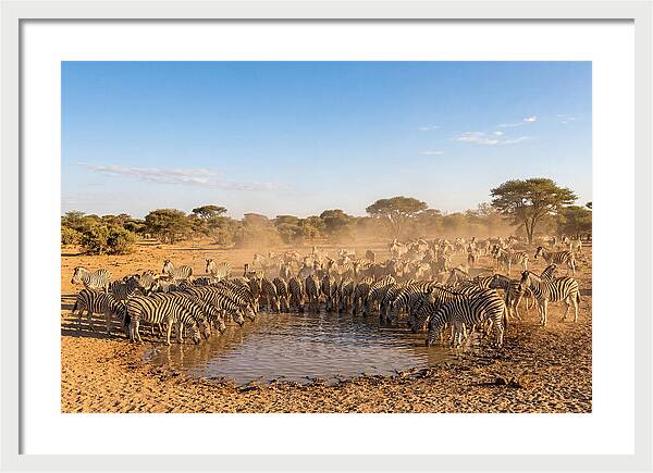 Herd Of Zebras Drinking Water