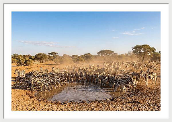 Herd Of Zebras Drinking Water